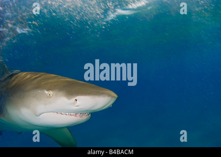 Lo squalo limone, Negaprion brevirostris, mostrando Ampolle di Lorenzini, narice, occhio e denti, West End, Grand Bahama, Atlantico Foto Stock