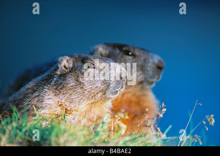 Alpine marmotta (Marmota marmota), due individui, ritratto Foto Stock