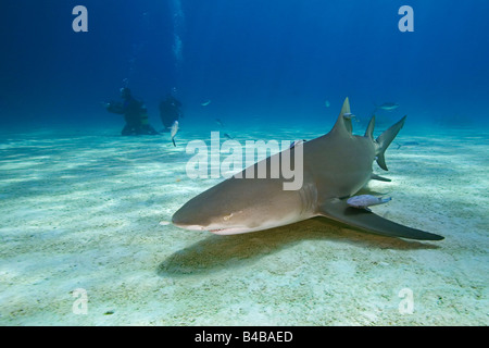 Lo squalo limone Negaprion brevirostris e subacquei West End Grand Bahama Oceano Atlantico Foto Stock