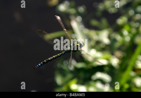 Southern Hawker libellula blu aka Darner, Aeshna cyanea, Anisoptera, odonati Foto Stock