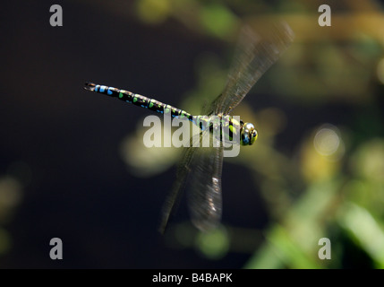 Southern Hawker libellula blu aka Darner, Aeshna cyanea, Anisoptera, odonati Foto Stock