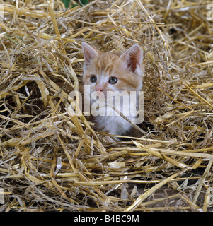 Gatto, zenzero e tabby farm gattini giocando in paglia Foto Stock