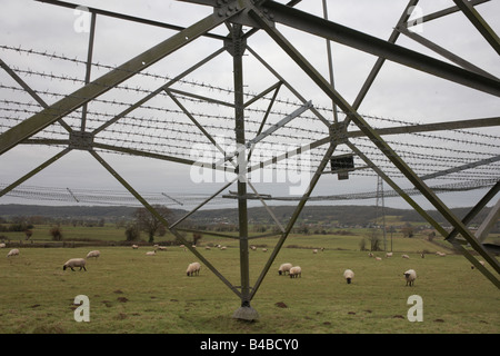 Un gregge di pecore al pascolo mangiare erba in un campo al di sotto di un traliccio di elettricità in un North Somerset campo. Foto Stock