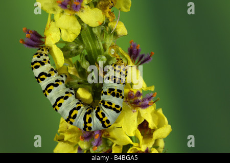 Squalo Mullein Moth Shargacucullia verbasci larva o baco avanzamento sul fiore Mullein levetta Oxfordshire UK Foto Stock