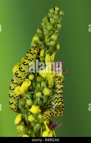 Squalo Mullein Moth Shargacucullia verbasci larve o di bruchi avanzamento sul fiore Mullein levetta Oxfordshire UK Foto Stock