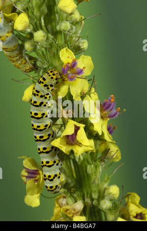 Squalo Mullein Moth Shargacucullia verbasci larva o baco avanzamento sul fiore Mullein levetta Oxfordshire UK Foto Stock