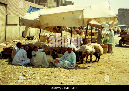 Uomini egiziano avente il pranzo all'ombra su un giorno caldo e soleggiato in Imbaba mercato di cammelli vicino al Cairo. Foto Stock