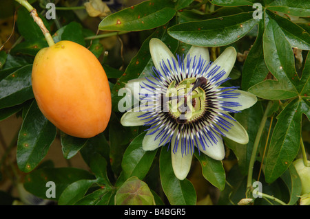 Fiore della passione e frutta Passiflora Caerulea Foto Stock