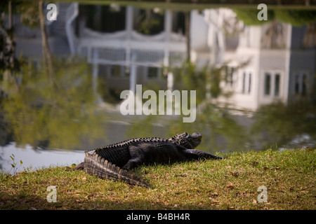 Un dieci piedi alligator poggia sulla riva di un lago home in Charleston SC alligatori una volta quasi estinta hanno recuperato Foto Stock