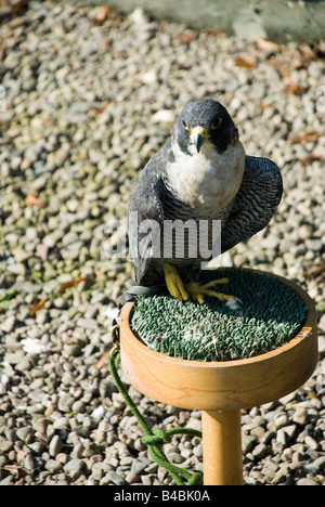 Falco pellegrino Foto Stock