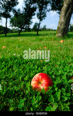 Ampia angolazione di una mela rossa sulla terra verde ricoperto di trifogli in un frutteto - Stagione Autunnale - regione della Lorena - Francia Foto Stock