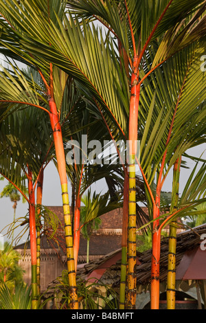 Asia, Malaysia, Kelantan Stato, Kota Bharu, dettaglio di piante di bambù Foto Stock