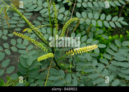 Cordone rosso Tree ,Coralwood Peacock Flower, recinzione del Legno di Sandalo Rosso Tree (Adenanthera pavonina, Pterocarpus santalinus) ramoscelli con lea Foto Stock