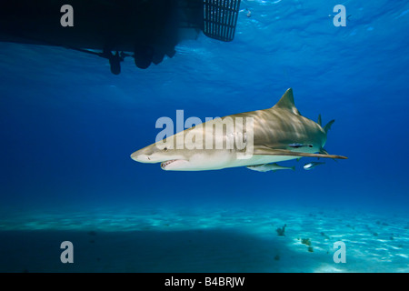 Lo squalo limone Negaprion brevirostris nuotare sotto barca West End Grand Bahama Oceano Atlantico Foto Stock