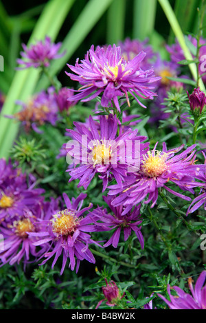 ASTER NOVI BELGII CHEQUERS Foto Stock