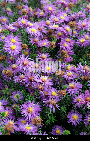 ASTER NOVI BELGII CHEQUERS Foto Stock