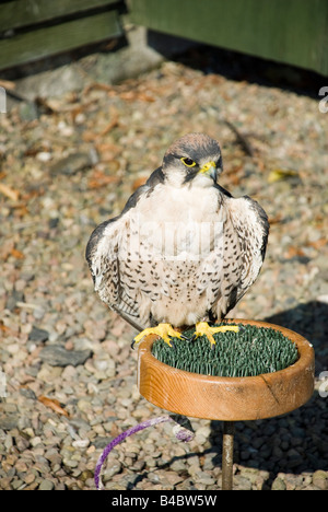 Falco pellegrino Foto Stock