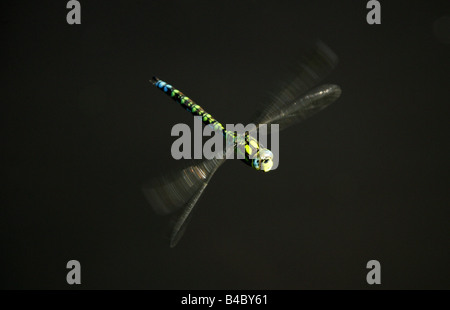 Southern Hawker libellula blu aka Darner, Aeshna cyanea, Anisoptera, odonati Foto Stock