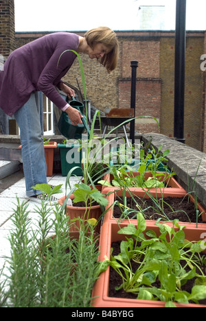 Irrigazione donna insalate di verdure sul tetto urbano orto Londra Foto Stock