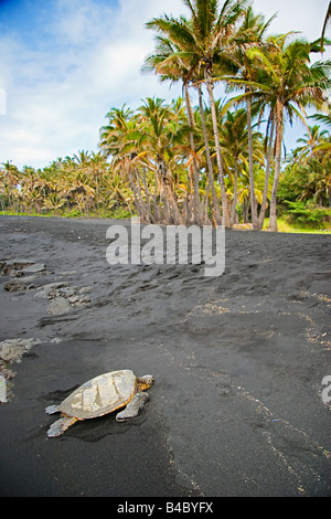 Tartaruga Verde Chelonia Mydas crogiolarsi al sole Punalu u spiaggia di sabbia nera di Big Island delle Hawaii Oceano Pacifico Foto Stock