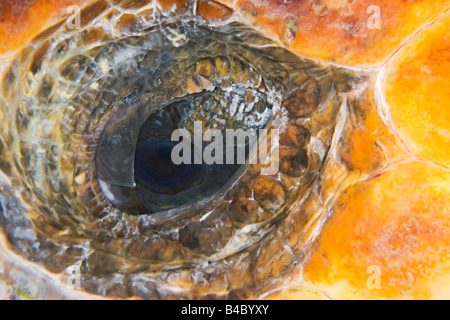 Occhio di tartarughe marine caretta caretta West End Bahamas Oceano Atlantico Foto Stock