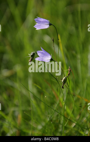 Harebells, Campanula rotundifolia Foto Stock