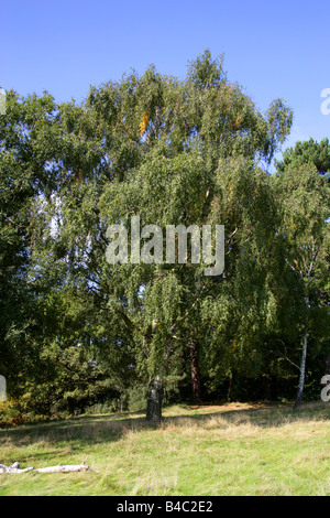 Silver Birch aka pianto europeo Betulla, bianco europeo di betulla o piange Betulla Betula pendula, Betulaceae. Foto Stock