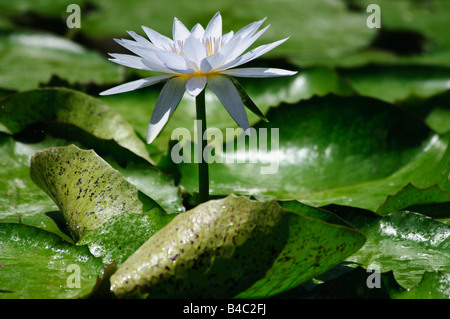 Unico fiore bianco sull'acqua giglio Victoria amazonica Foto Stock
