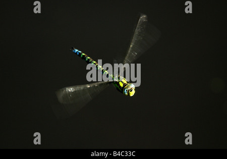 Southern Hawker libellula blu aka Darner, Aeshna cyanea, Anisoptera, odonati Foto Stock