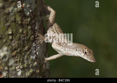 Brown Anole lizard Anolis sagrei appeso sulla struttura ad albero per cercare cibo caccia Foto Stock