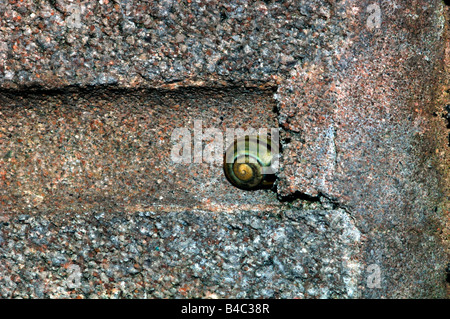 Brown-Lipped lumaca (Cepaea nemoralis) attaccato ad una brezza blocco di muro. Foto Stock