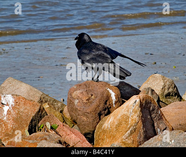 Australian Corvo imperiale Corvus coronoides adulto Nuovo Galles del Sud Australia Foto Stock