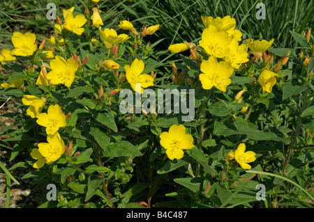 Prairie Sundrops Prato Enotera Oenothera pilosella fioritura Foto Stock