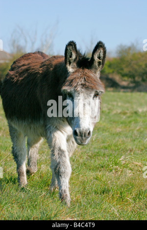 Donkey singolo adulto in piedi in campo presi aprile Hampshire REGNO UNITO Foto Stock