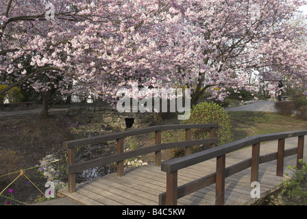 Ciliegio blooming, passerella in legno, Giardino Giapponese Foto Stock