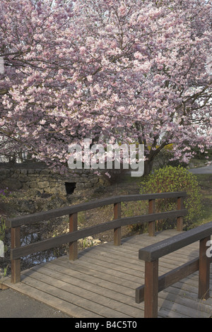 Ciliegio blooming, passerella in legno, Giardino Giapponese Foto Stock