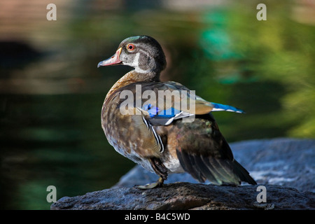 Maschi di anatra di legno (Aix sponsa) in estate piumaggio Foto Stock