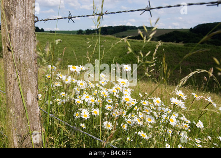 Prato con erba alta, oxeye margherite e un recinto di filo spinato Foto Stock