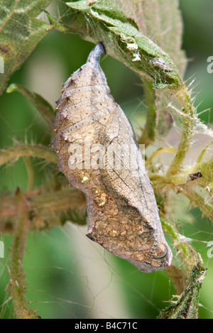 Vanessa Atalanta Vanessa Atalanta Foto Stock