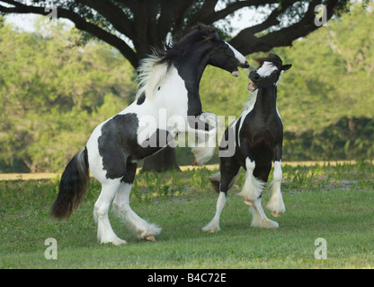 Gypsy Vanner cavallo weanling colts giocare Foto Stock