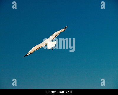 Silver Gull Larus novaehollandiae in volo da dietro l'Australia Foto Stock