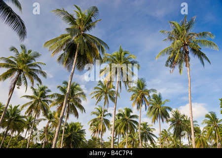 Asia, Malaysia, l'Isola di Langkawi, Pulau Langkawi, palme di rivestimento per le spiagge di Pantai Cenang Foto Stock