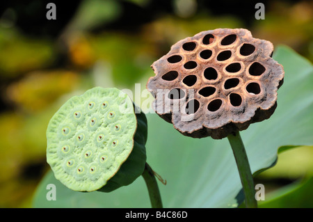 Coppia di fiore di loto cialde di frutta. Foto Stock