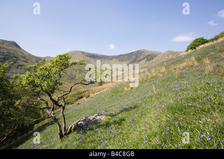 Welsh valley con bluebells fioritura in primavera con Nantlle Ridge al di là. Parco Nazionale di Snowdonia Cwm Pennant Gwynedd Wales UK Foto Stock