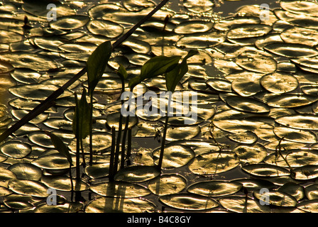 Il Rising Sun proietta un bagliore dorato su lillies e altre piante affollano un laghetto nel parco Nisqually vicino a Tacoma, Washington. Foto Stock