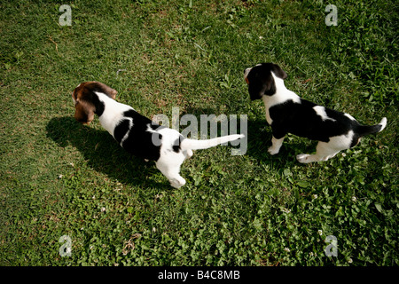 Coppia di cuccioli di Beagle in esecuzione in giardino. Foto Stock
