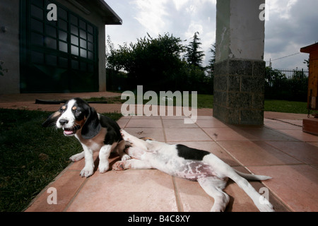 Coppia di cuccioli di Beagle nel giardino della villa. Foto Stock