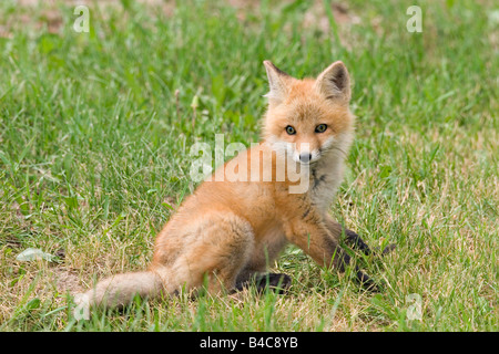 La Volpe rossa Vulpes fulva Savannah Portage stato parco Aitkin County Minnesota Stati Uniti 8 giugno immaturo Canidae Foto Stock