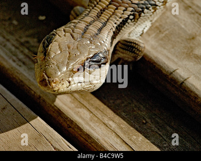 In prossimità della testa della blue tongue Lizard Tiliqua scincoids Australia Foto Stock