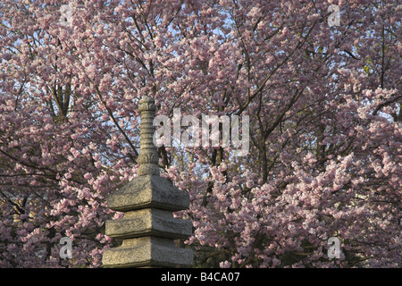 La fioritura dei ciliegi e la Pagoda, giardino giapponese Foto Stock